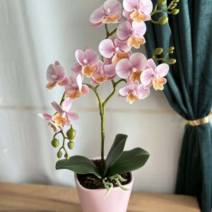 Gondozásmentes orchidea - rózsaszín