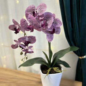Lila orchidea kerámia kaspóban