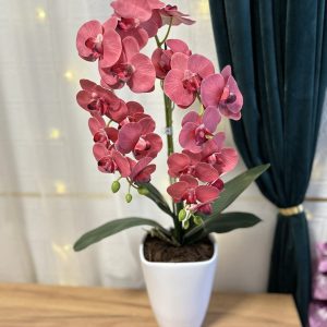 Normál méretű orchideák